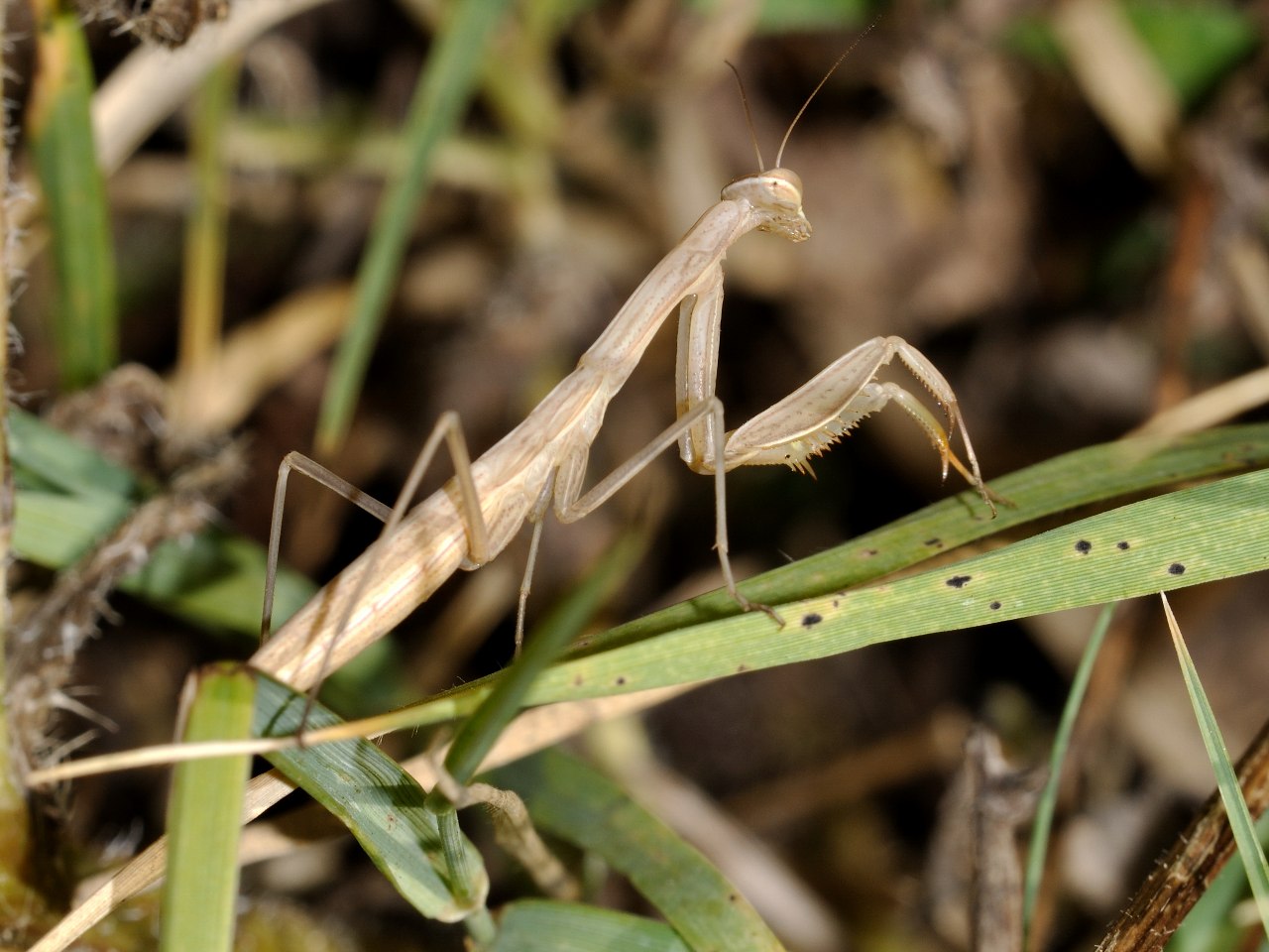 ID Mantis